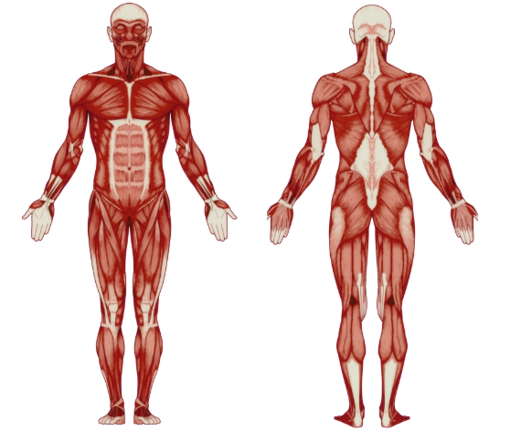 Human Body body
