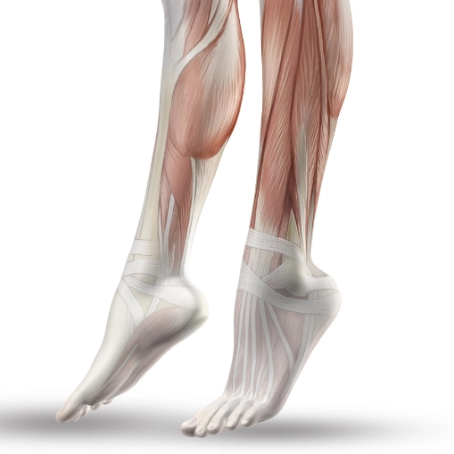 Foot Veins Veins